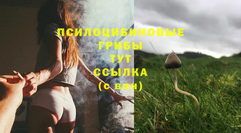 Псилоцибиновые грибы Cubensis  Челябинск 